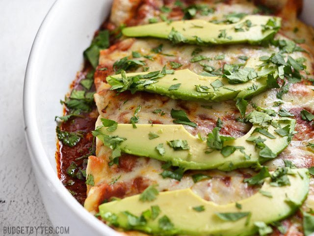 Close up front view of a casserole dish full of weeknight bean and cheese enchiladas